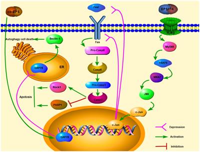 Anti-cancer Substances and Safety of Lactic Acid Bacteria in Clinical Treatment